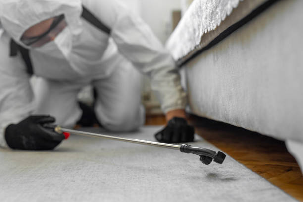 Professional Bed Bug Control technician working in Elkton, VA